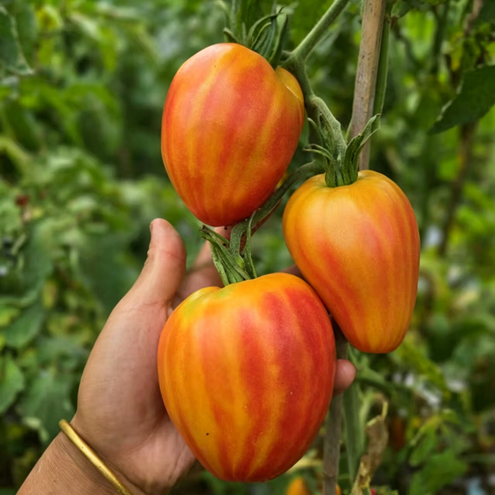808 Orange Mango F6 Tomato