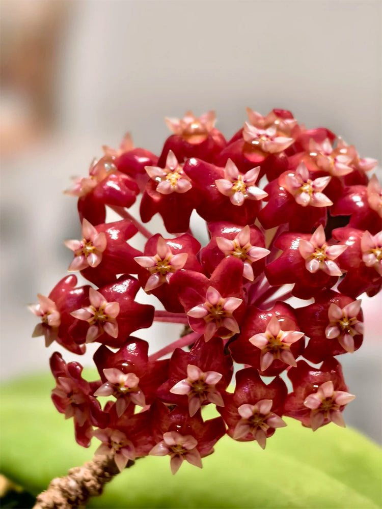 Hoya ilagiorum Unrooted Stem Cuttings