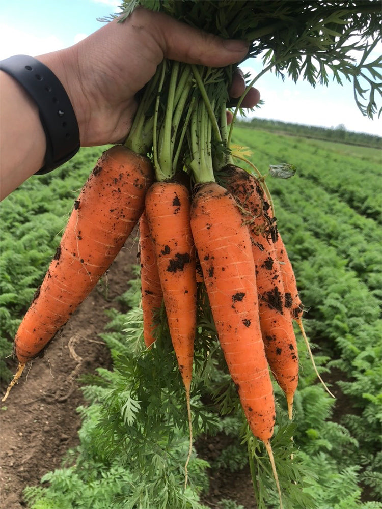 'Xiumei Hongbacun' Carrot