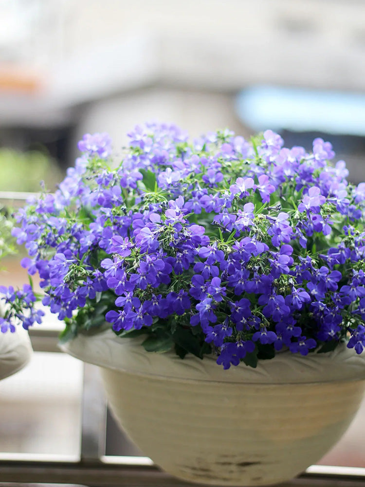 Blue-Purple Lobelia