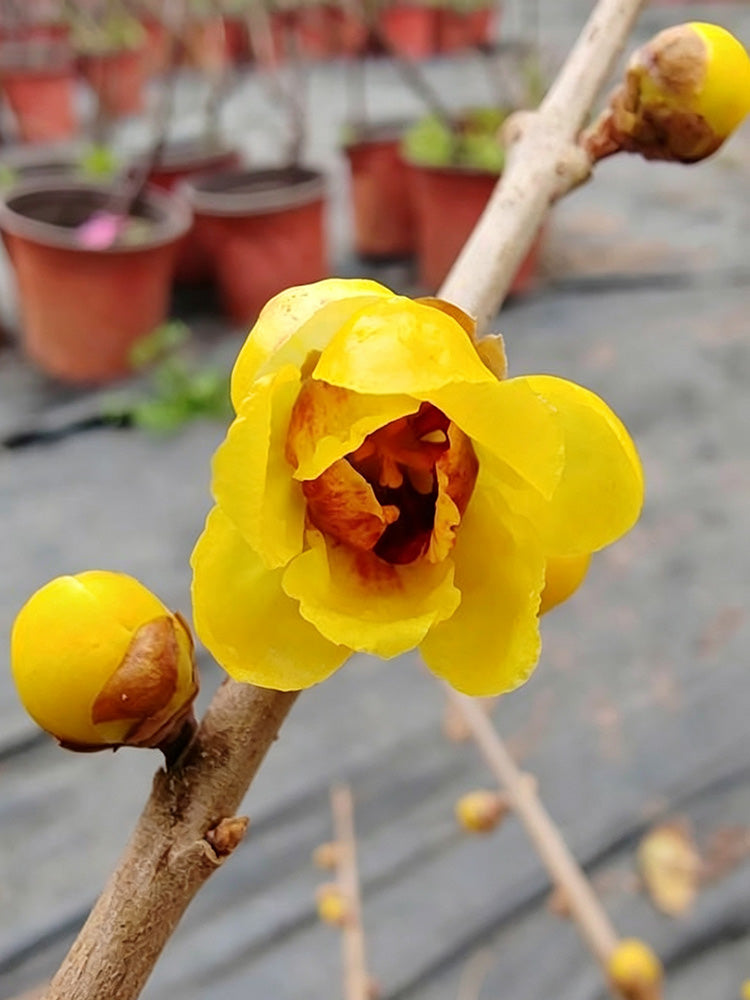 Guifei Sandalwood Wintersweet