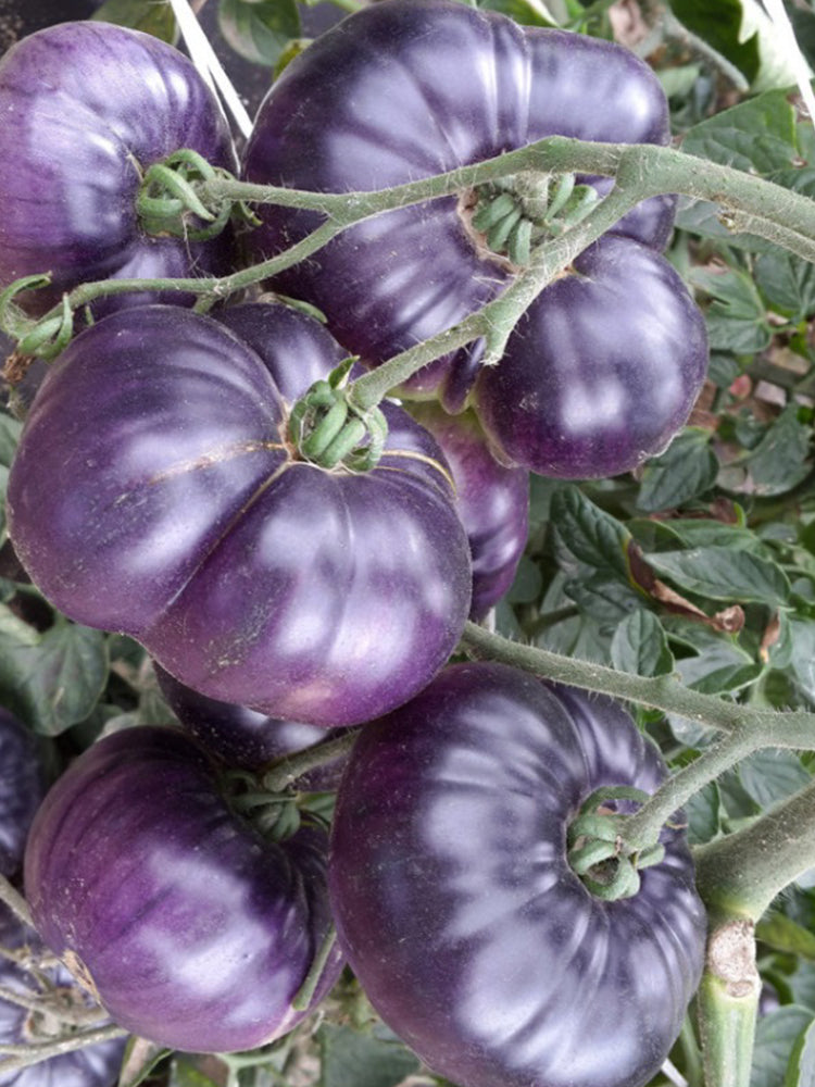 'Azure Giant' Tomato