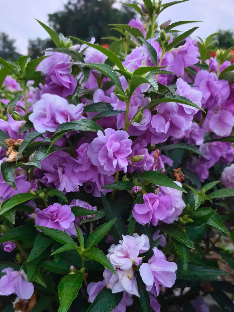 Camellia-Flowered Balsam (Mixed Colours)