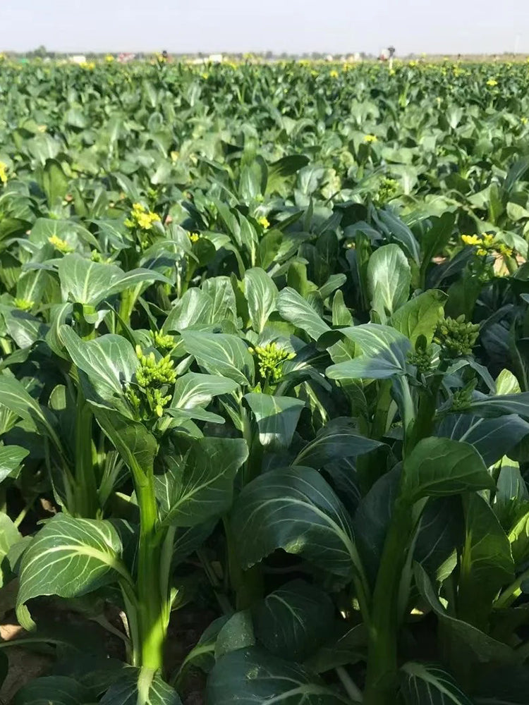 Meiqi No.1 Sweet Choy Sum