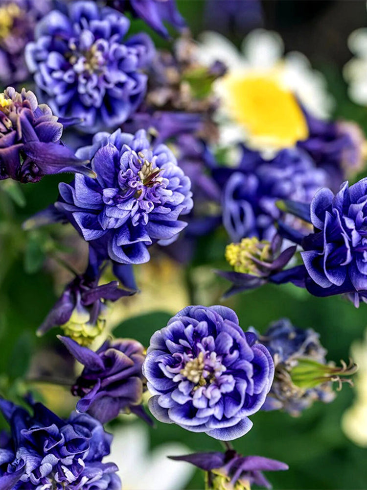 Hezhichun Aquilegia 'Crown Jewels Mixed'
