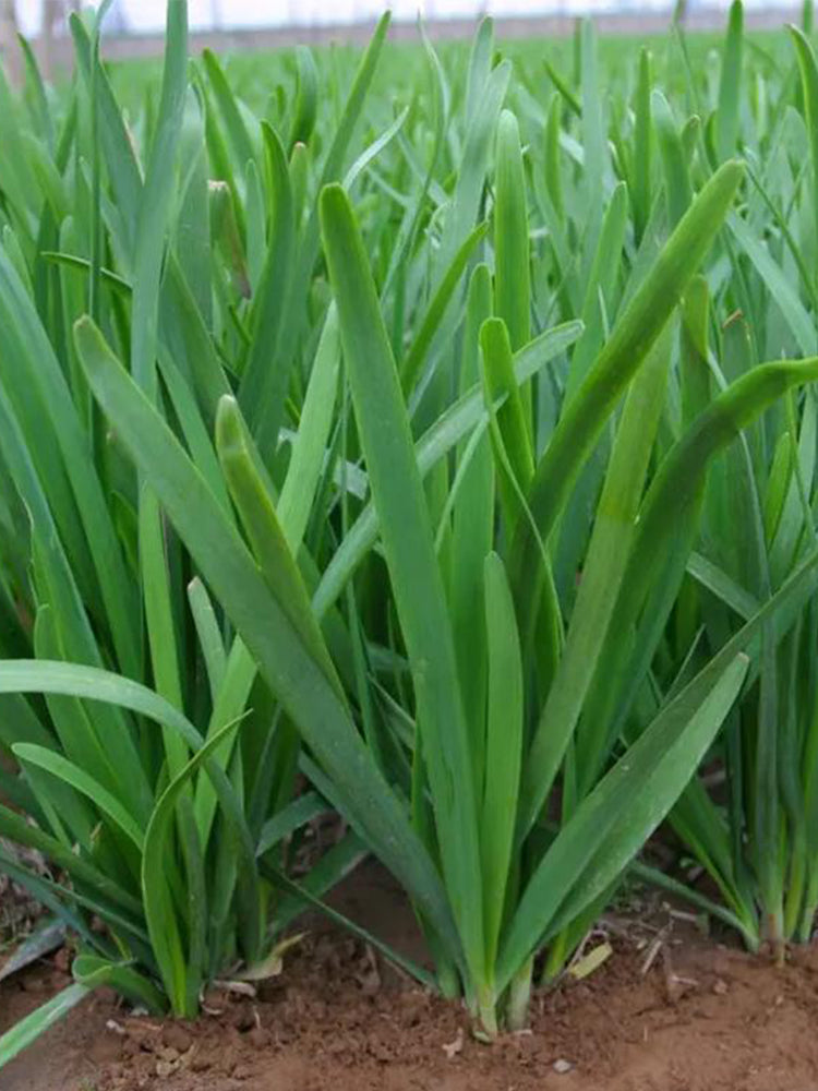 791 Series Chinese Chives