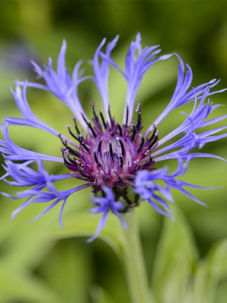 Mountain Bluet