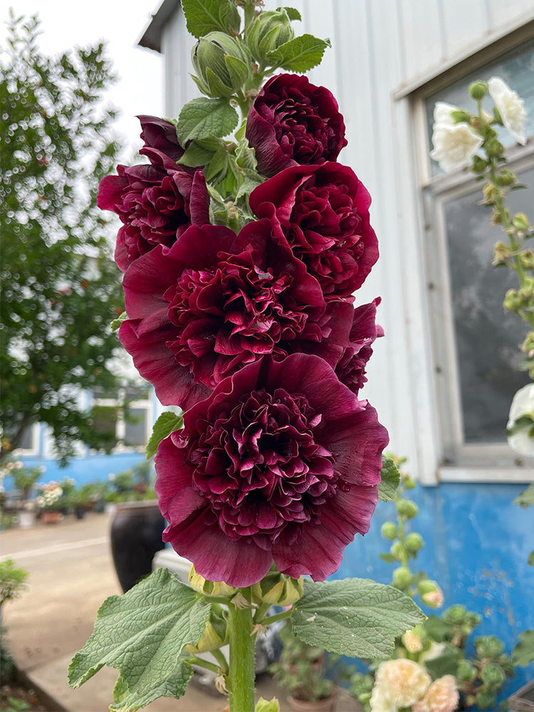 Chater's Double Maroon Hollyhock