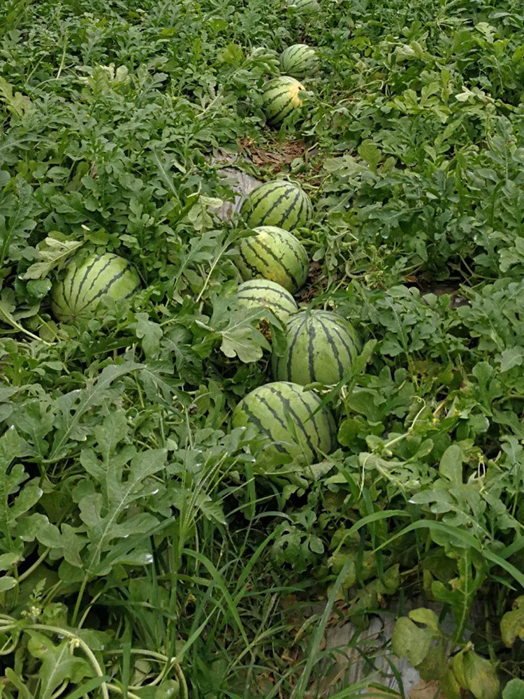 'Huang Xiaoyu' Watermelon