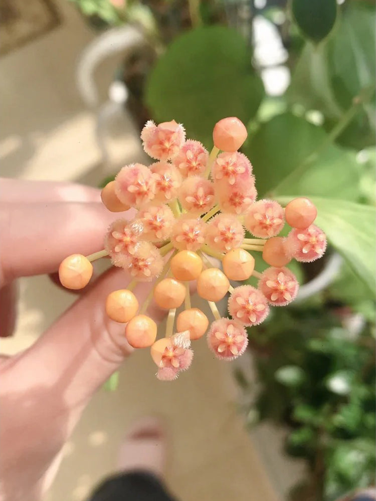 Hoya rosarioae Unrooted Stem Cuttings