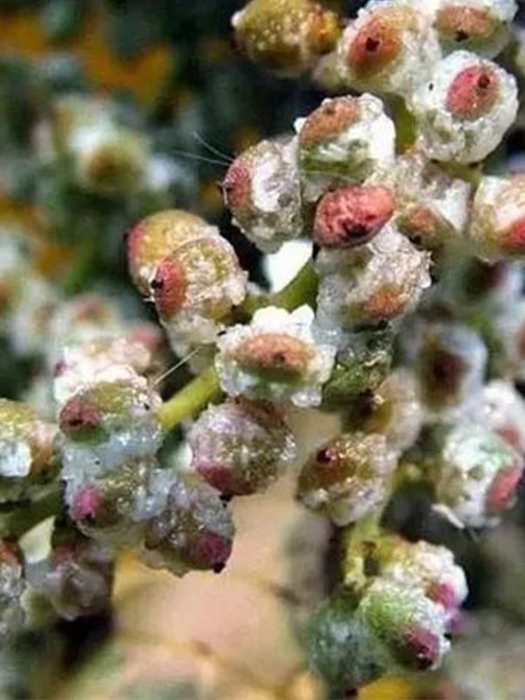 Chinese Sumac (Rhus chinensis Mill.)