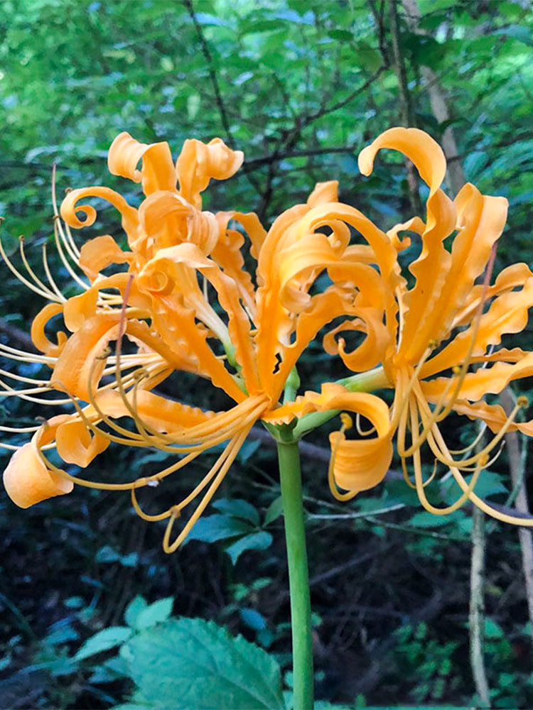 Yellow Spider Lily
