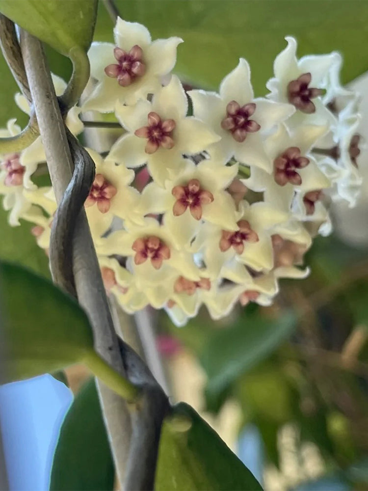 Hoya oblongacutifolia Unrooted Stem Cuttings