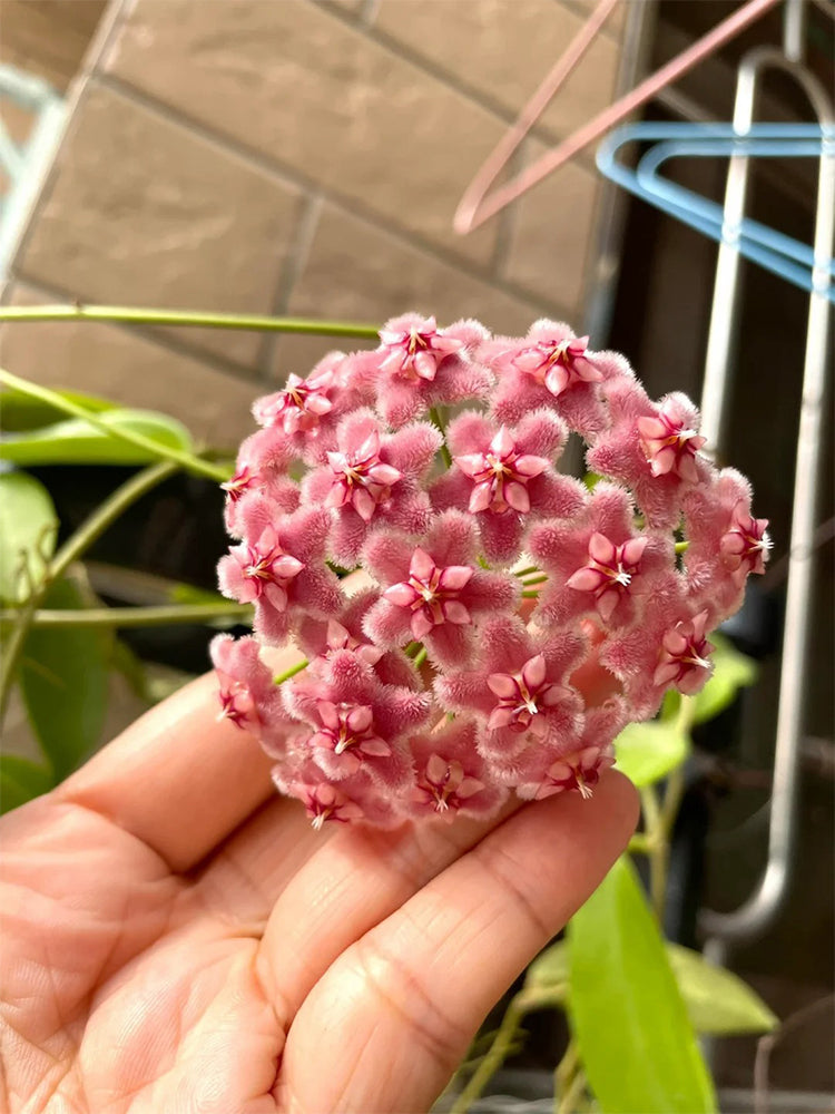 Hoya pubicalyx 'Pink Dragon' Unrooted Stem Cuttings