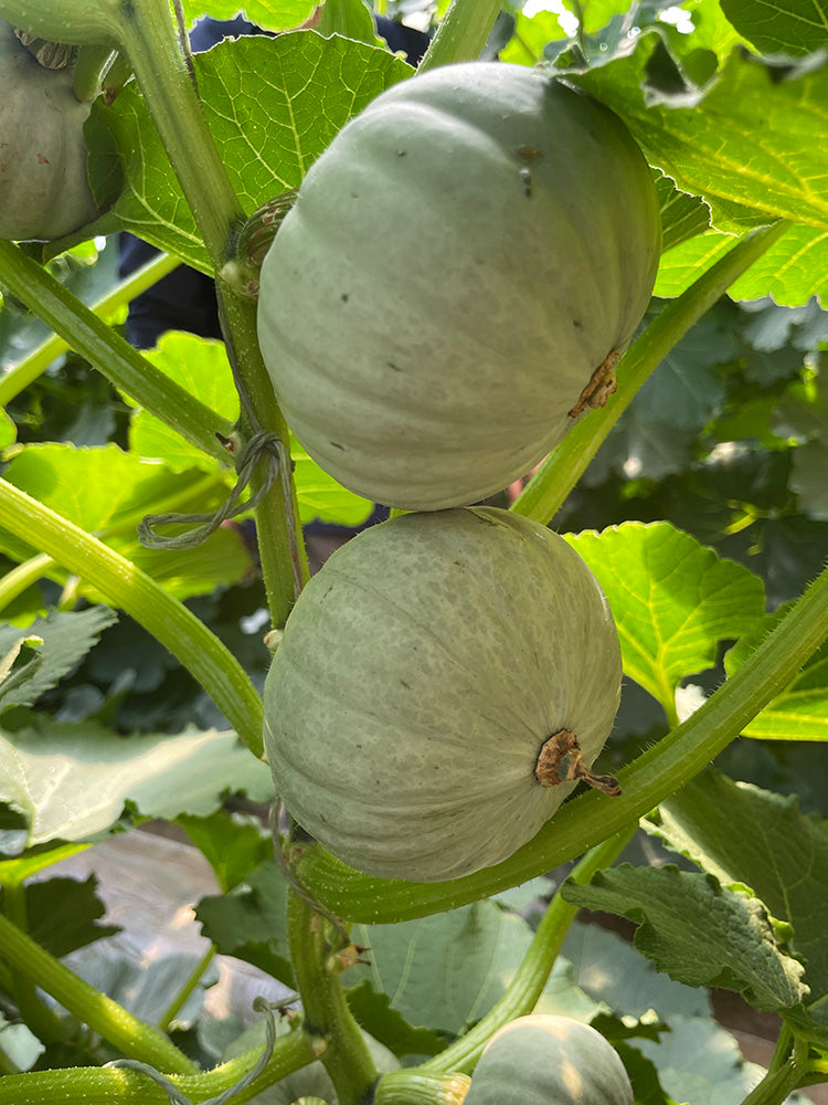 Silver Baby Chestnut Pumpkin