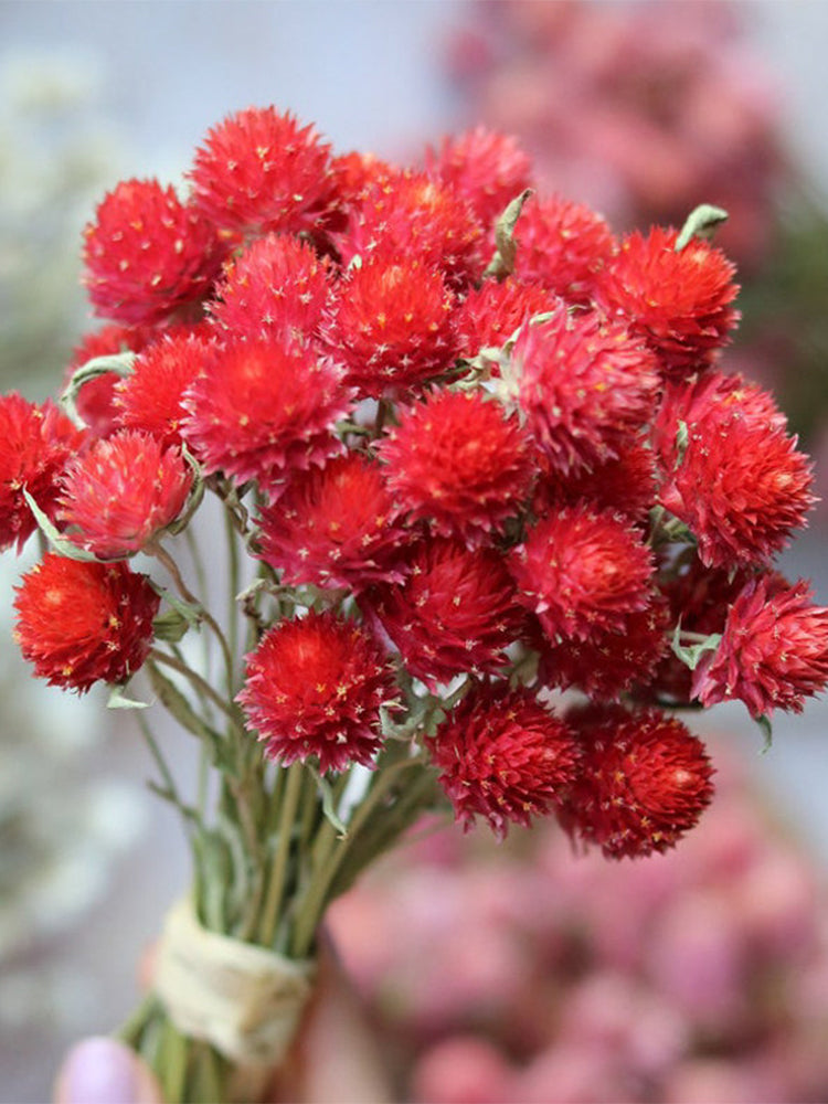 Hezhichun Globe Amaranth