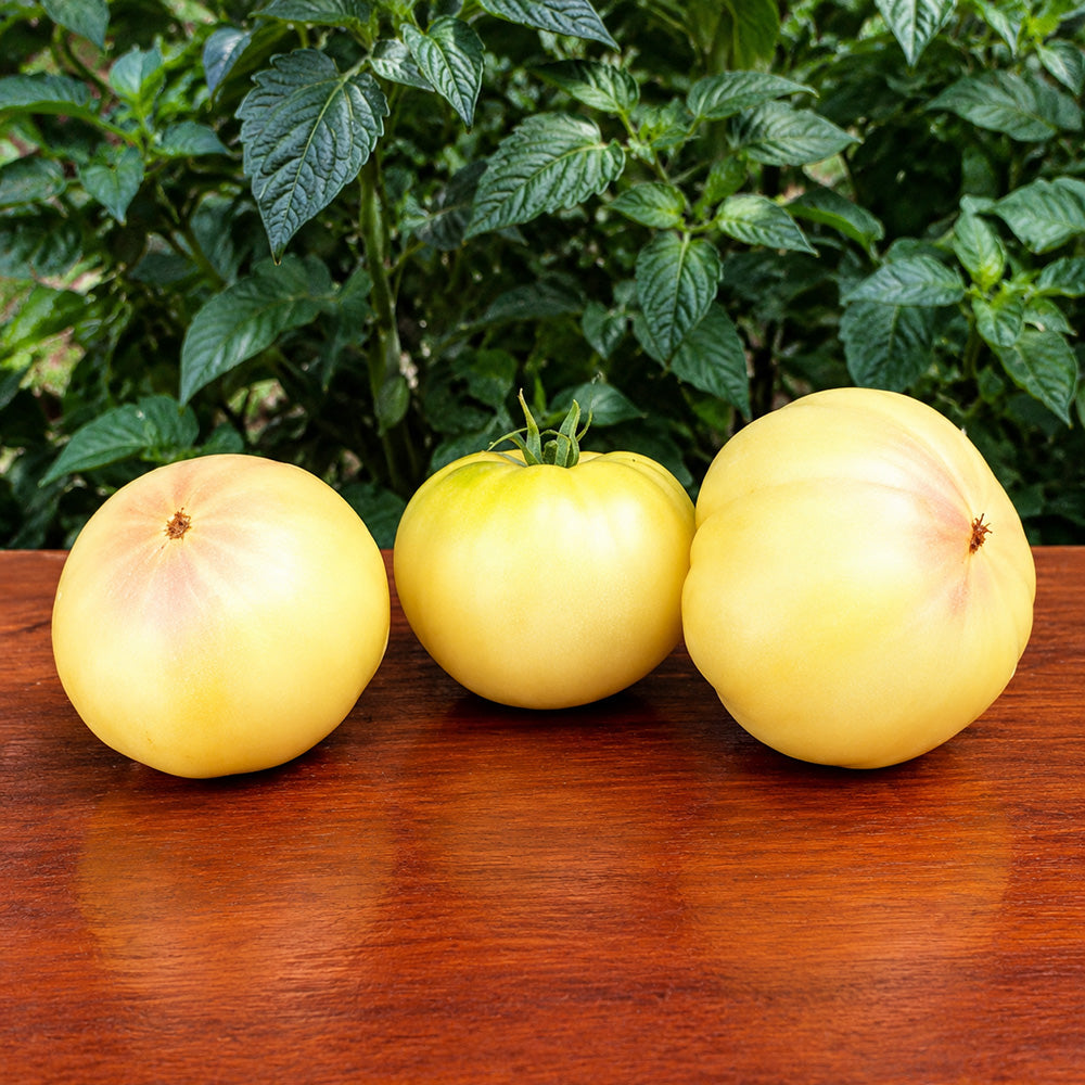 117 Swan Song Tomato