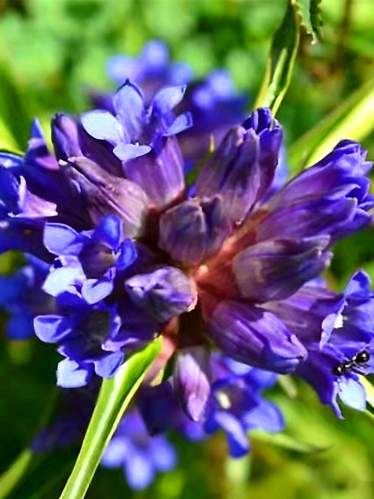 Largeleaf Gentian Qin Jiao