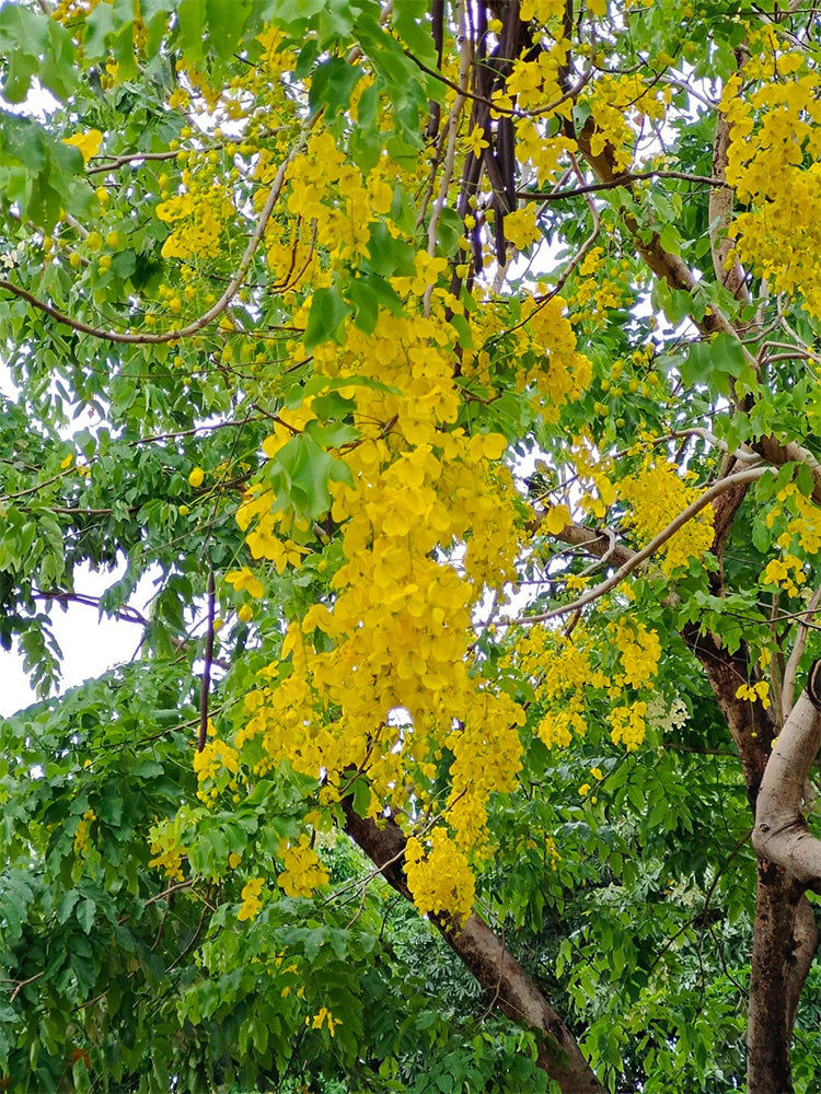 Golden Shower Tree
