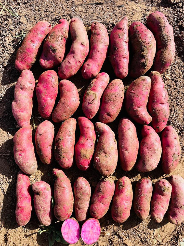 True Potato Seeds (TPS), Portly Fingerling