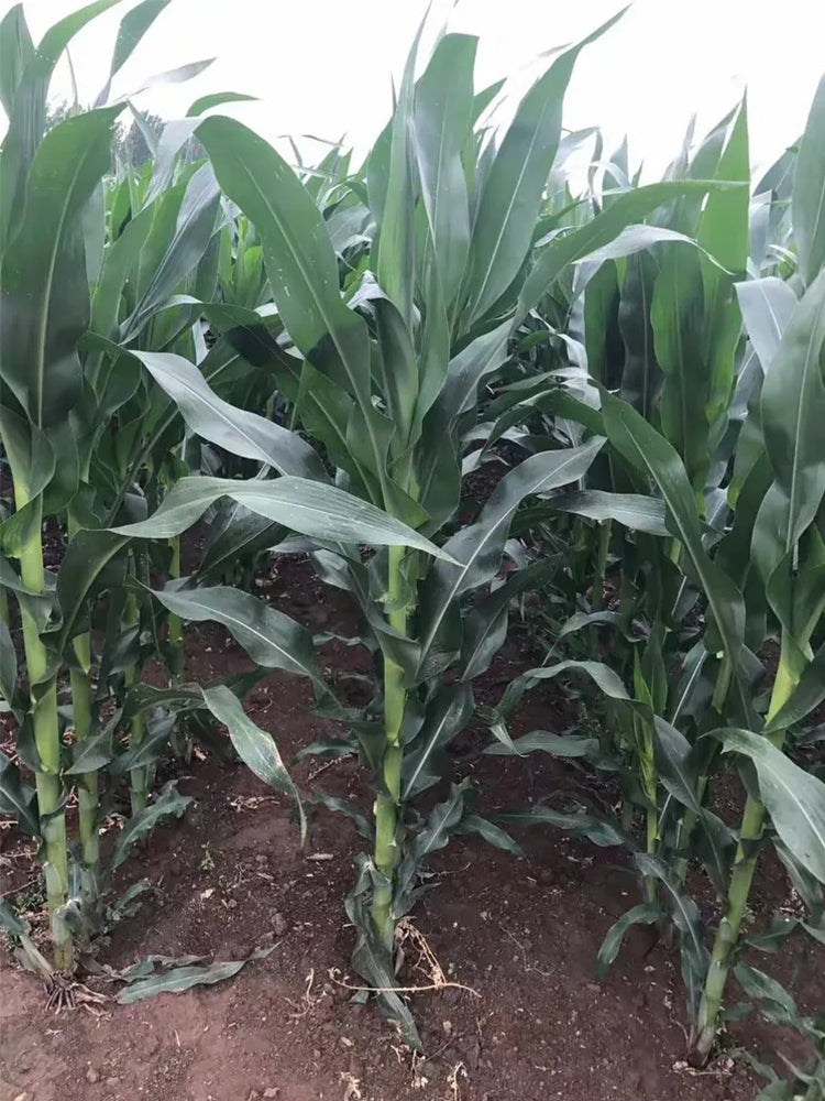 NK718 Corn Maize Hybrid