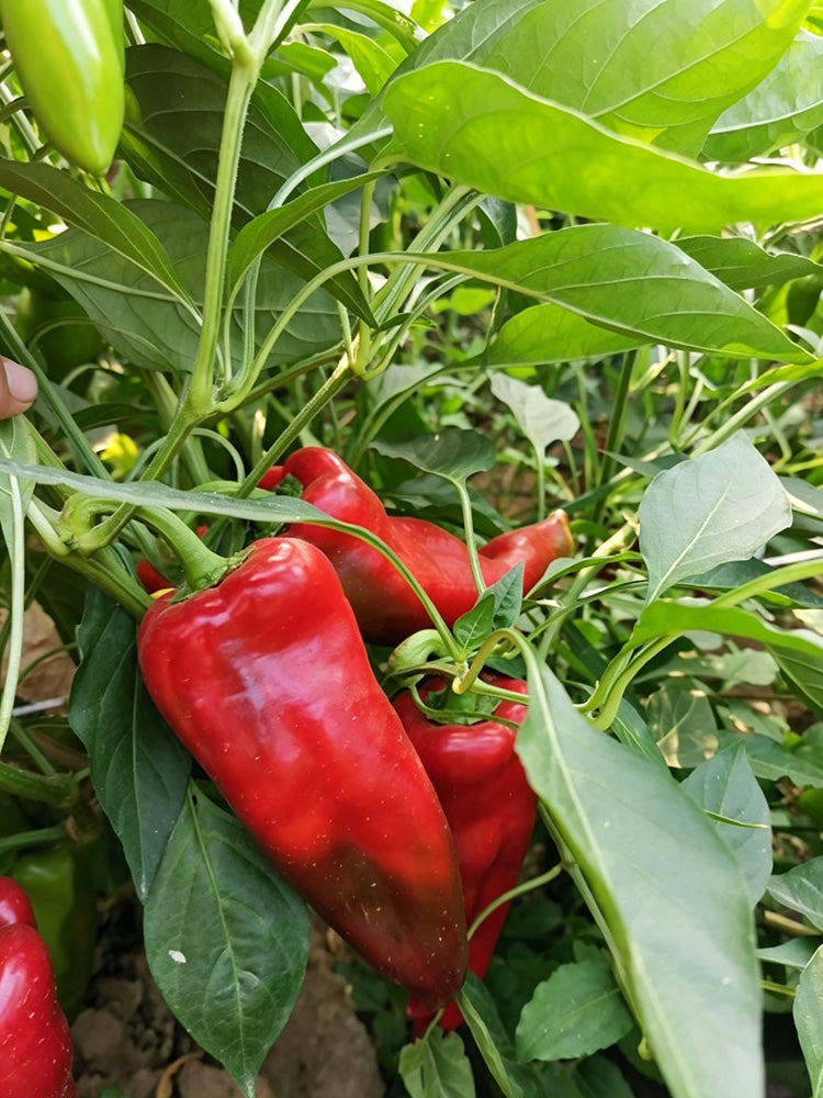 Premium Spicy Red Pickled Pepper