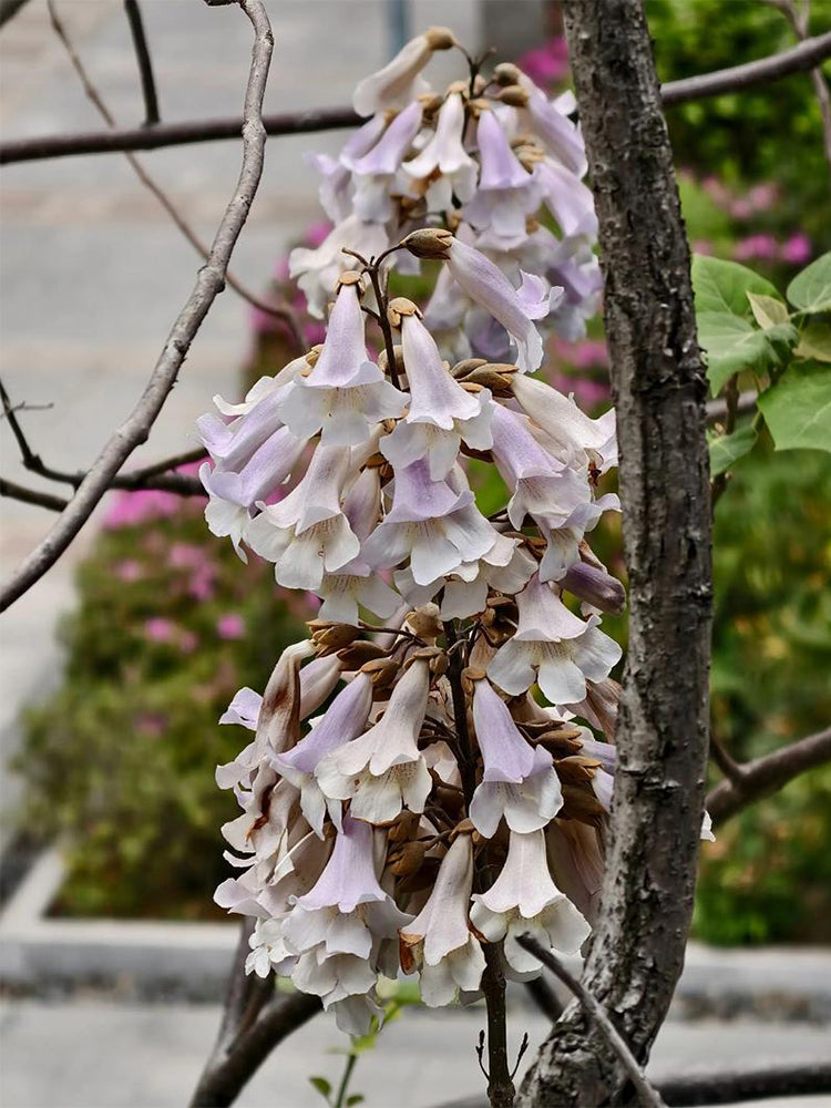 Paulownia fortunei