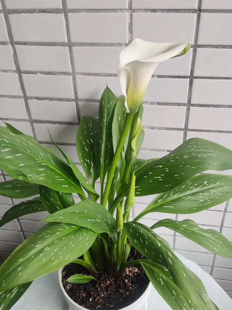 'White Art' Calla Lily