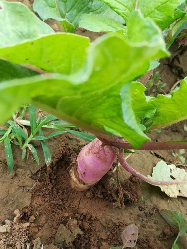 East Sea Fruit Radish