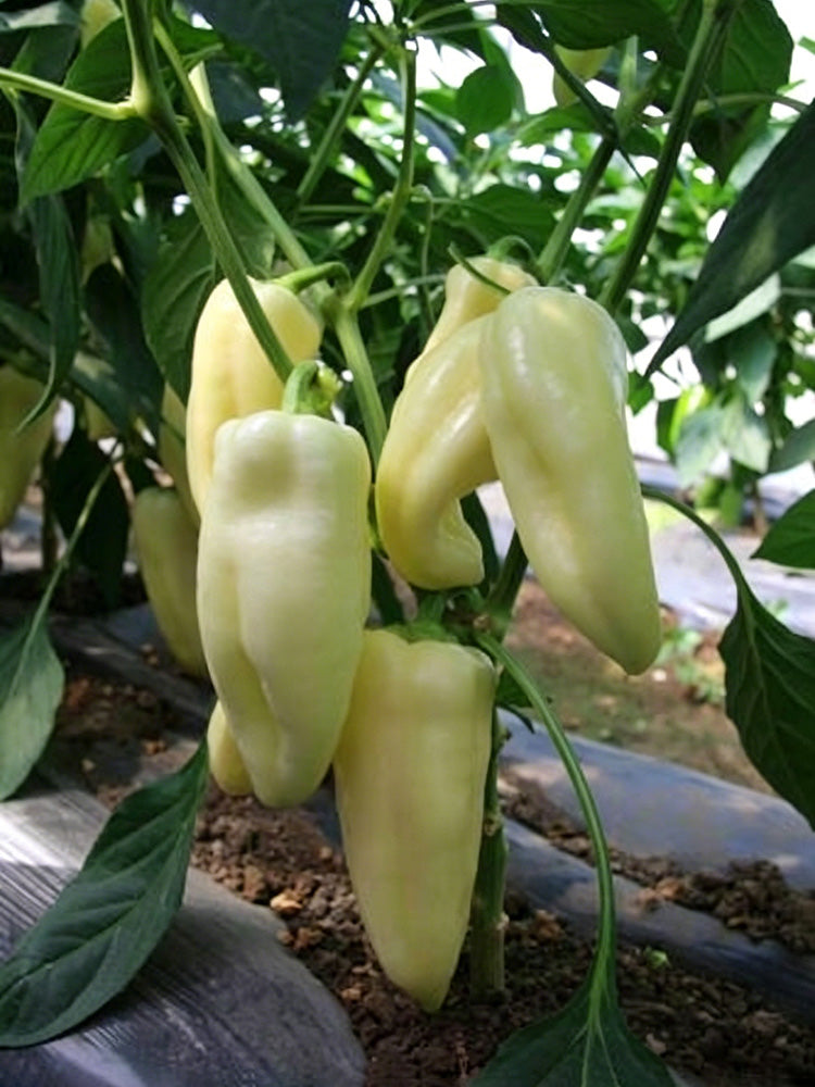 Specialty White Chili Pepper