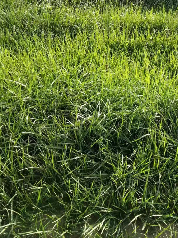 Festuca arundinacea 'Rebel V BT'