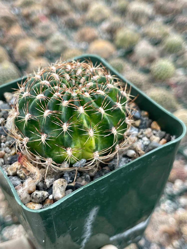 Lobivia Cactus