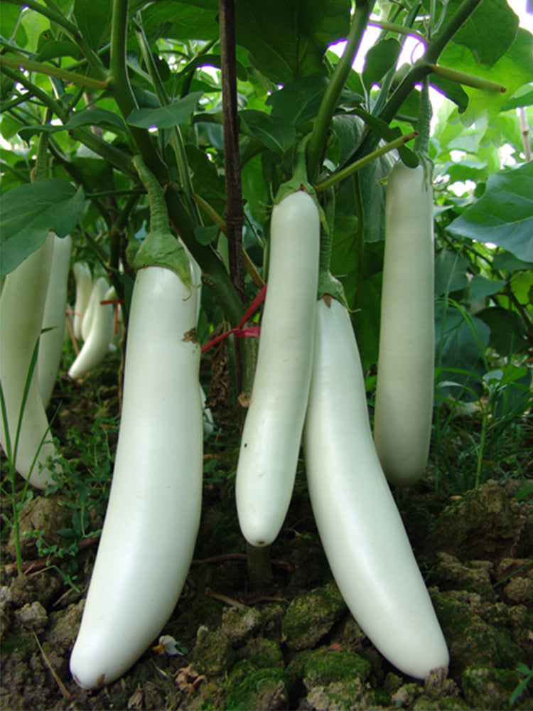 White 013 Eggplant