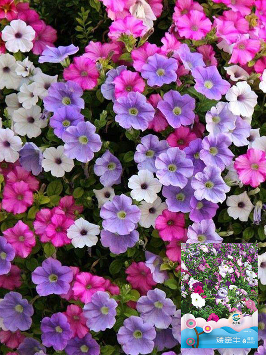 Hezhichun Mixed Color Petunia
