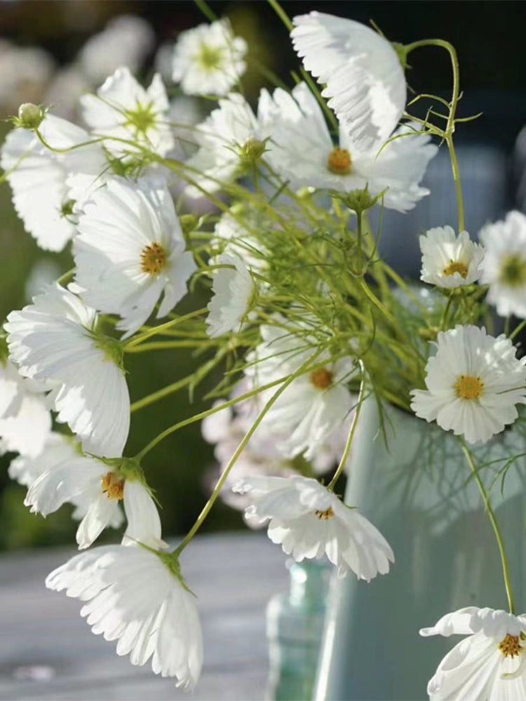 Hezhichun Cosmos bipinnatus 'Cupcakes White'