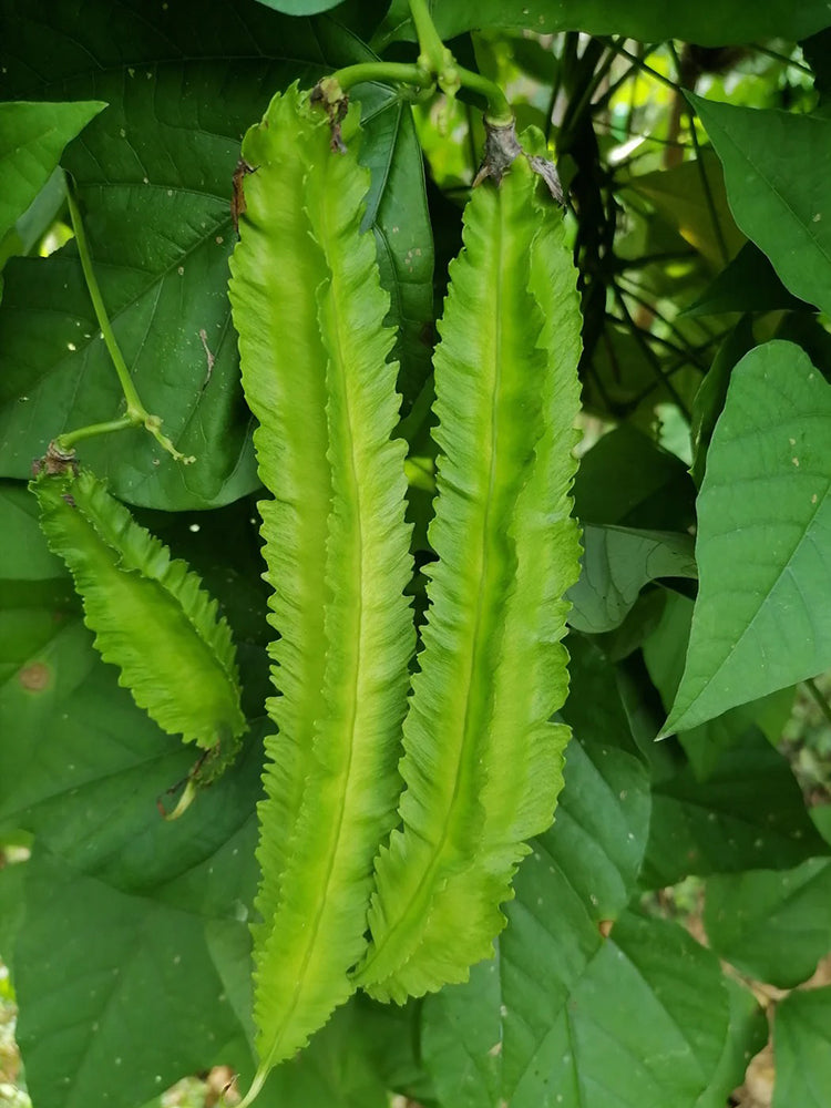 Winged Bean