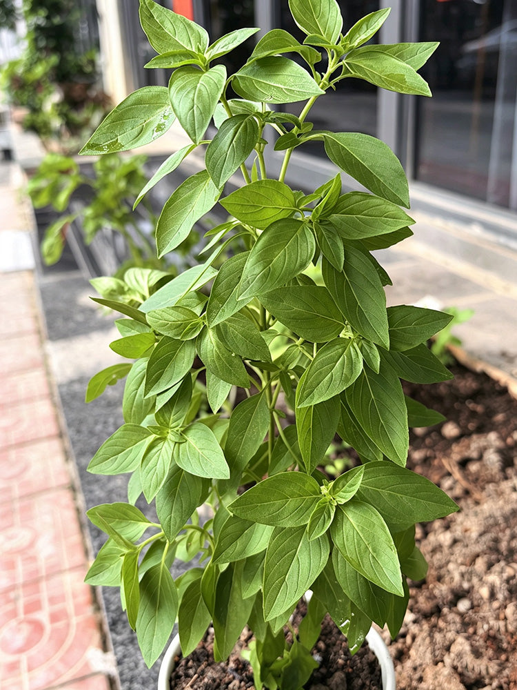 Chaozhou Jin Bu Huan Thai Basil