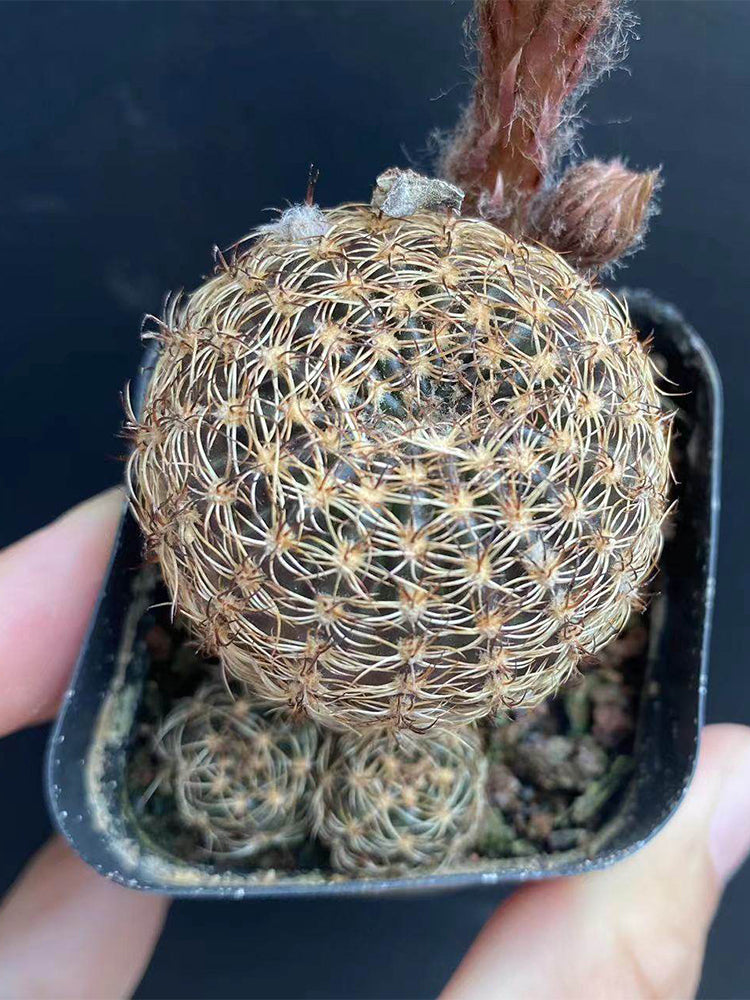 Lobivia arachnacantha