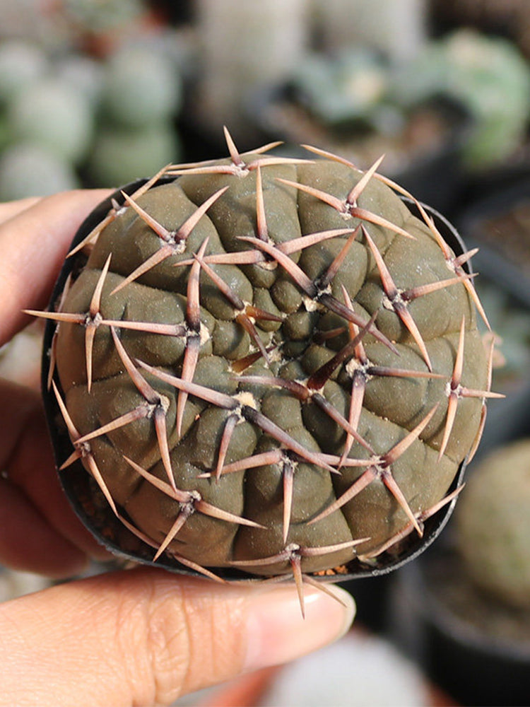 Gymnocalycium stellatum var. paucispinum