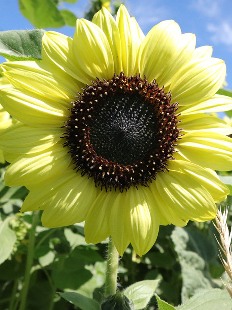 'Green Crown' Ornamental Sunflower