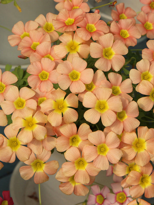 Oxalis obtusa Series Bulb - 'Orange Dream'