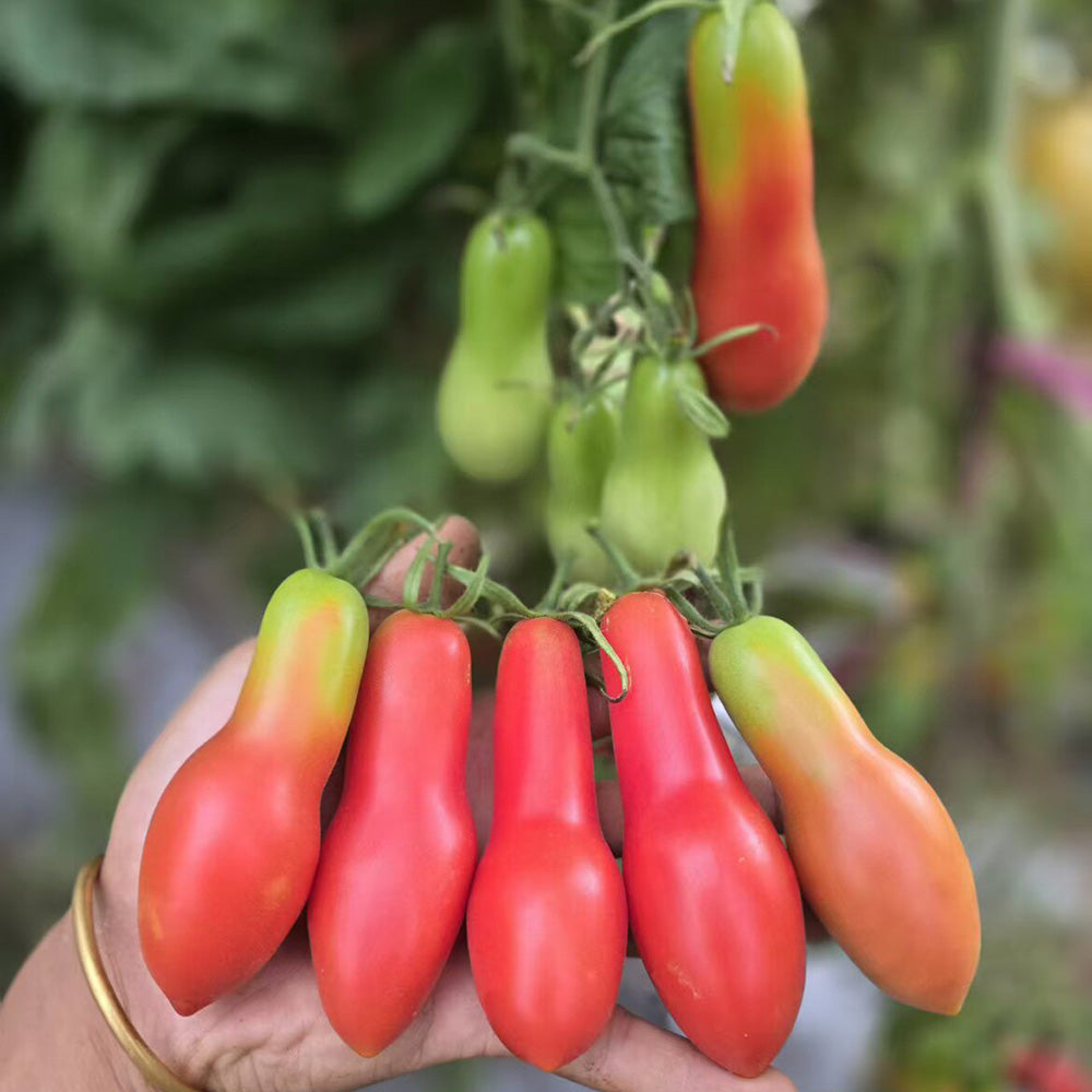 617 Carnica Tomato