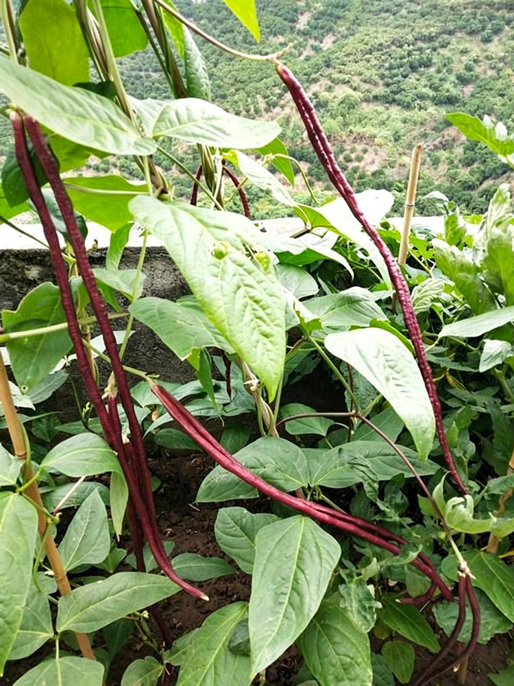Chunqiu Red Cowpea
