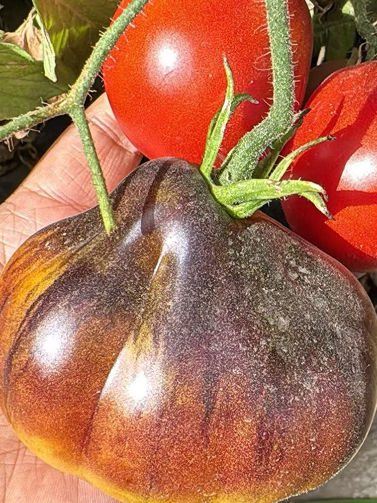 Blue Pear Tomato