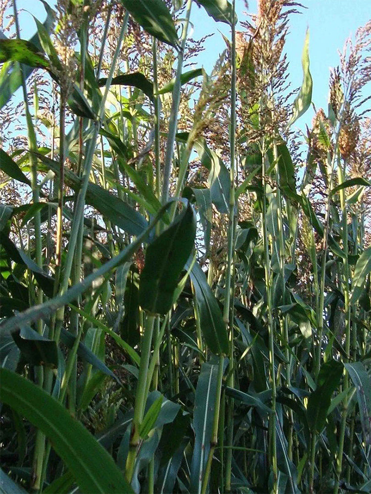 Sudangrass