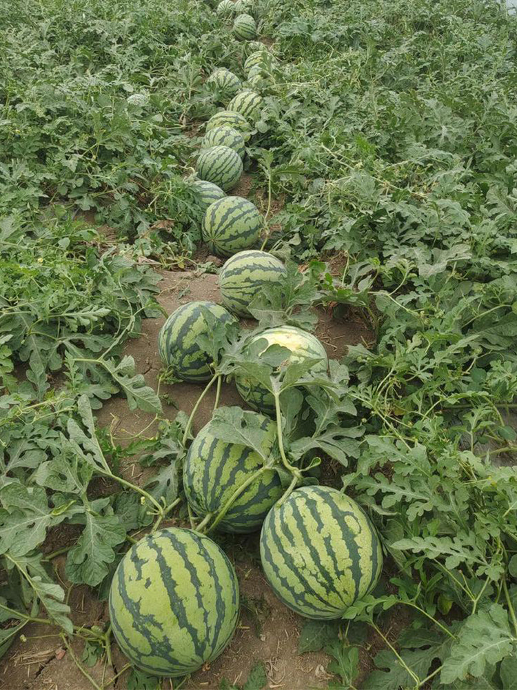 Xiumei Meidu Watermelon