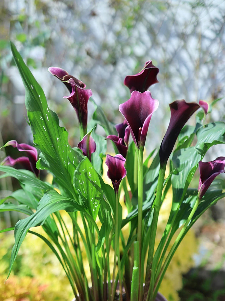 'Chief' Calla Lily