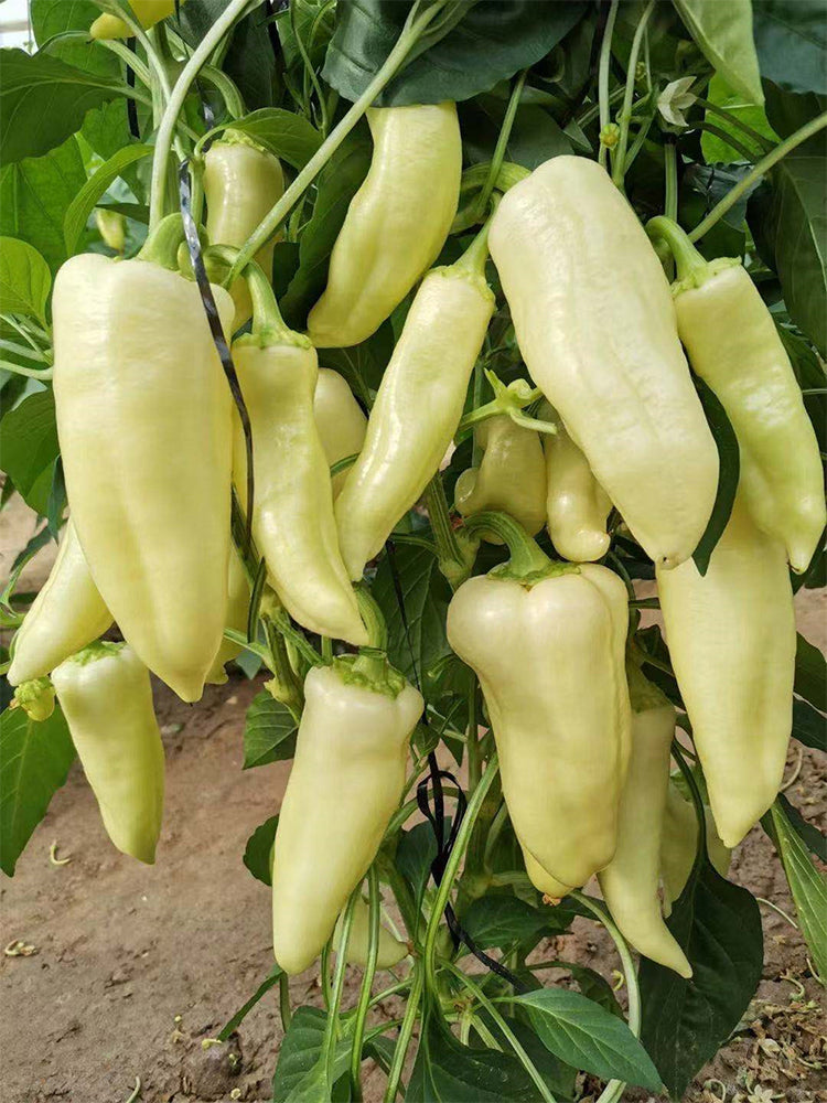 Baifumei White Chili Peppers