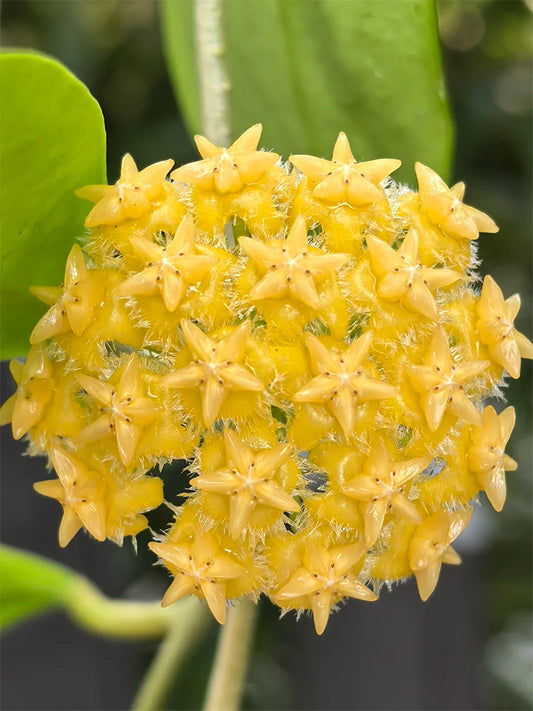 Hoya mindorensis 'Yellow Form' Unrooted Stem Cuttings