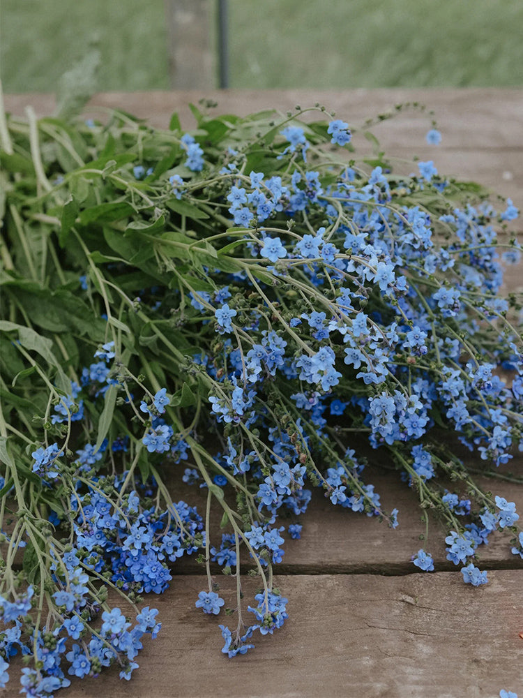 Blue Alpine Forget-Me-Not